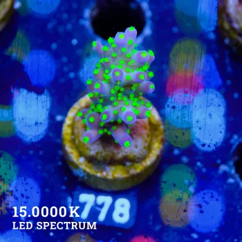 Acropora 'Tricolor'