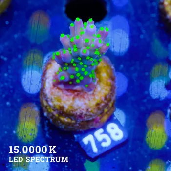 Acropora 'Tricolor'