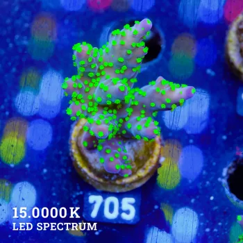 Acropora 'Tricolor'