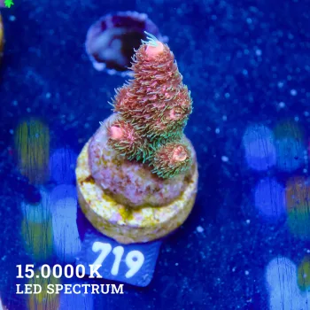 Acropora Millepora 'Bicolor'