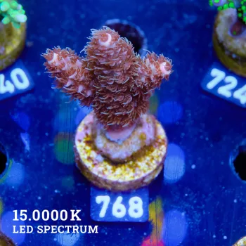 Acropora Abroholensis 'Pink-ish'