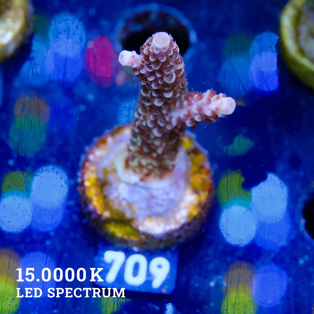 Acropora Sp.
