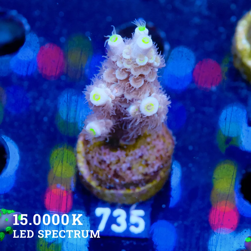 Acropora Tenuis 'Pastel Orange'