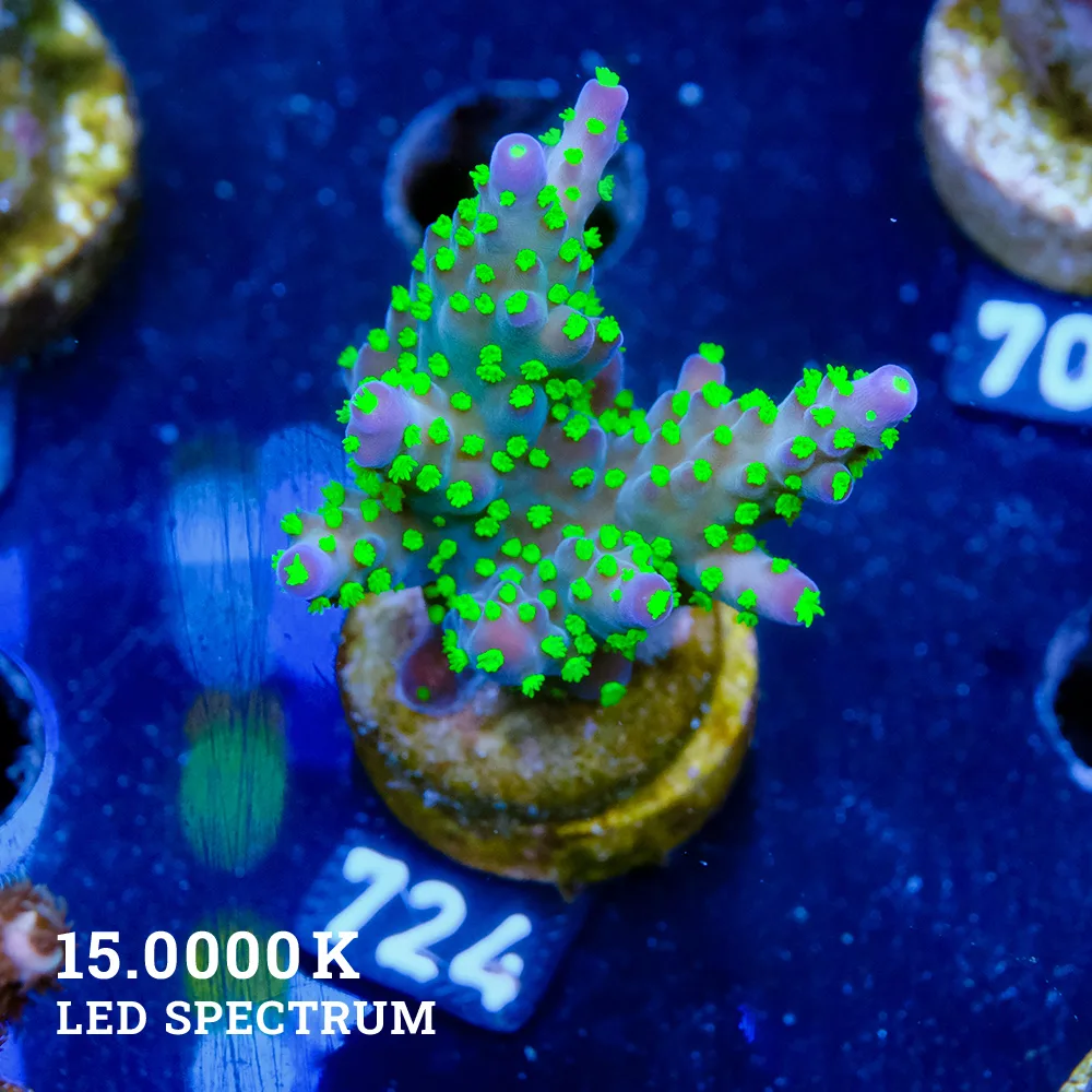 Acropora 'Tricolor'