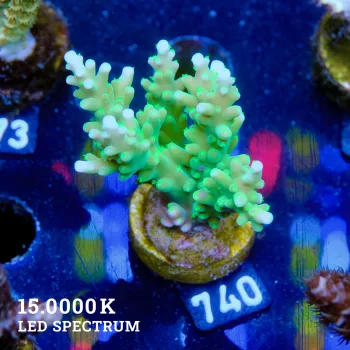 Acropora Sp.