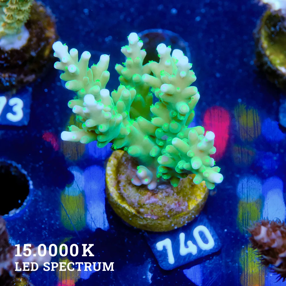 Acropora Sp.