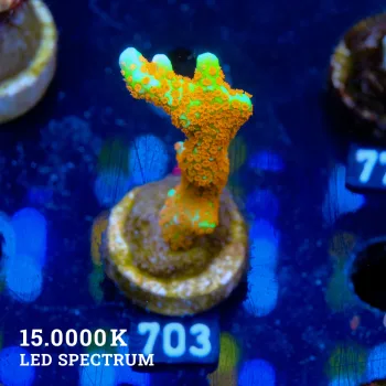 Montipora 'Forest Fire'