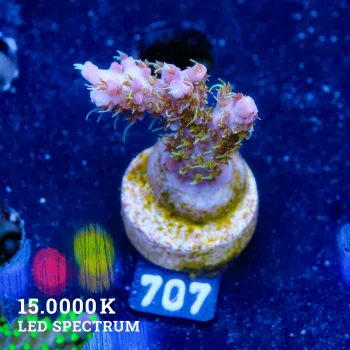Acropora 'Confetti'