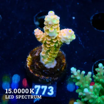 Acropora Tenuis 'Rainbow Ultra'