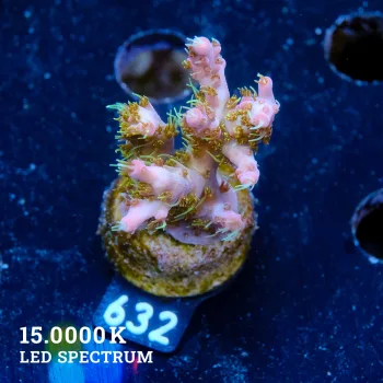 Acropora 'Confetti'