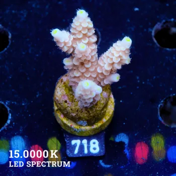 Acropora Tenuis 'Pastel Orange'