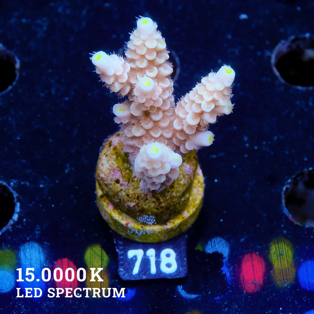 Acropora Tenuis 'Pastel Orange'