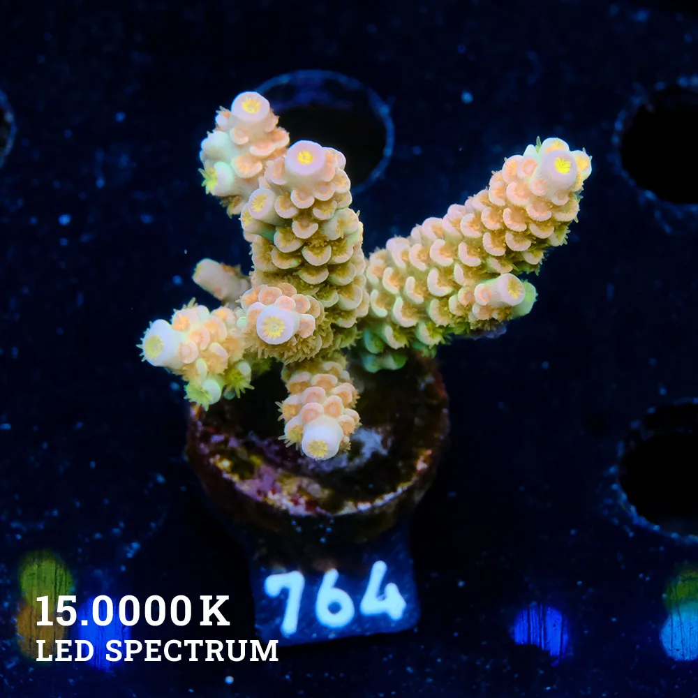 Acropora Tenuis 'Rainbow Ultra'