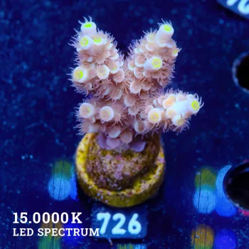 Acropora Tenuis 'Pastel Orange'