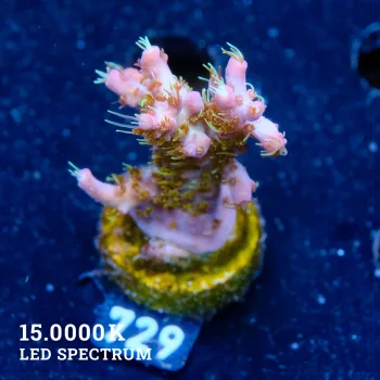 Acropora 'Confetti'
