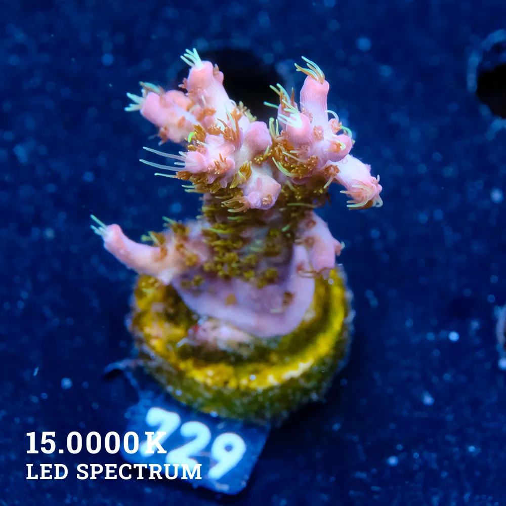 Acropora 'Confetti'