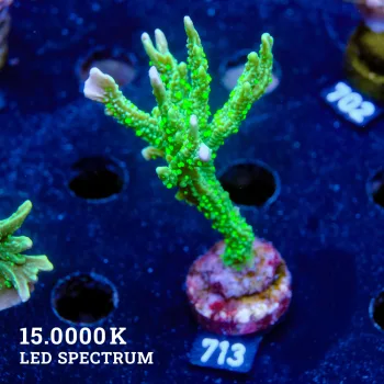 Montipora Hispida