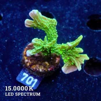 Montipora Hispida