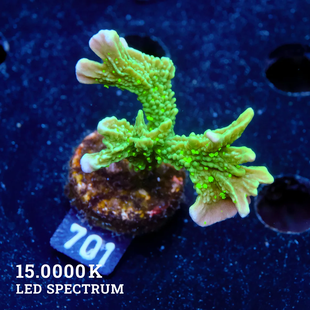 Montipora Hispida