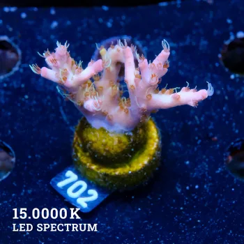 Acropora 'Confetti'
