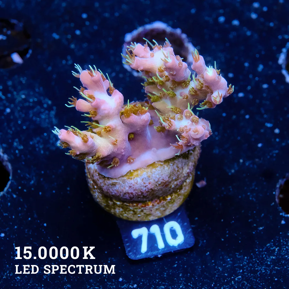 Acropora 'Confetti'