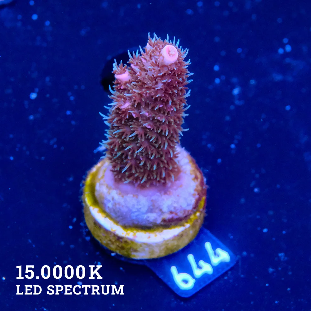 Acropora Abroholensis 'Purple'