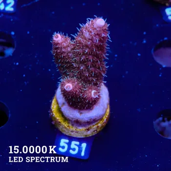 Acropora Abroholensis 'Purple'