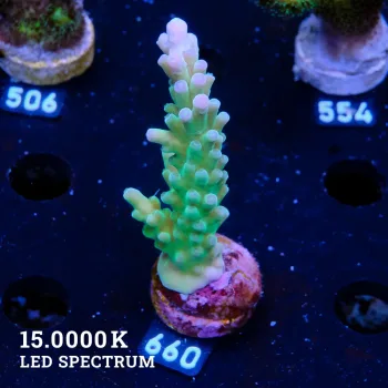 Acropora Austera