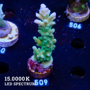 Acropora Austera
