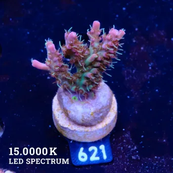 Acropora 'Confetti'
