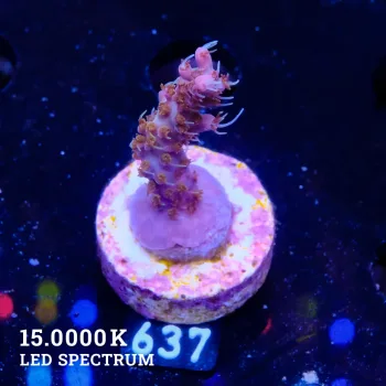 Acropora 'Confetti' S