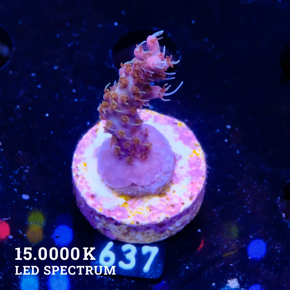 Acropora 'Confetti' S