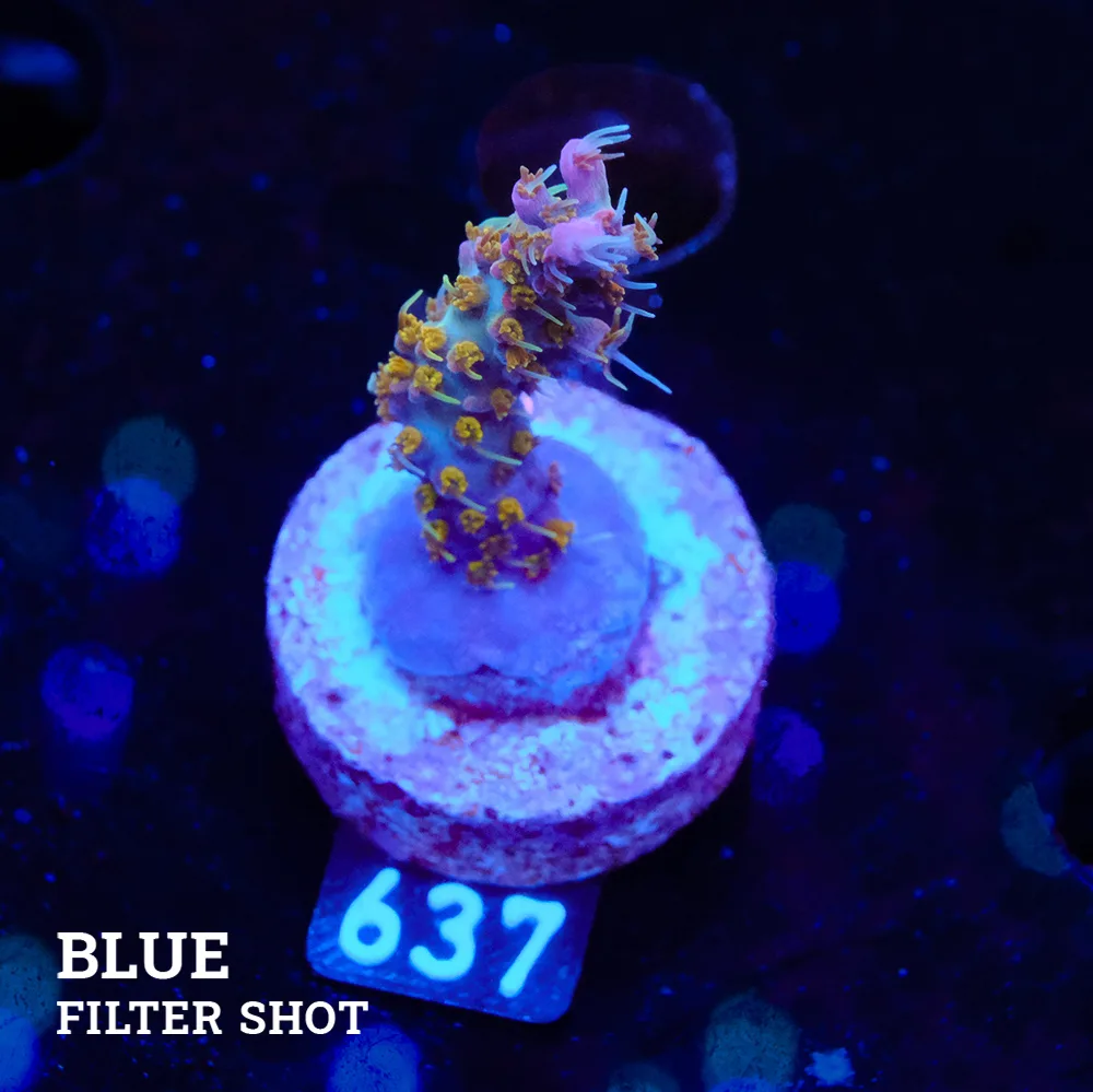 Acropora 'Confetti' S