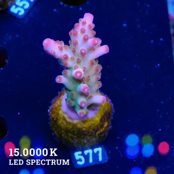 Acropora Granulosa 'Pink Tips'