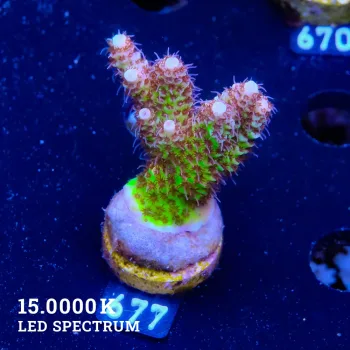 Acropora Hyacinthus 'Ultra'