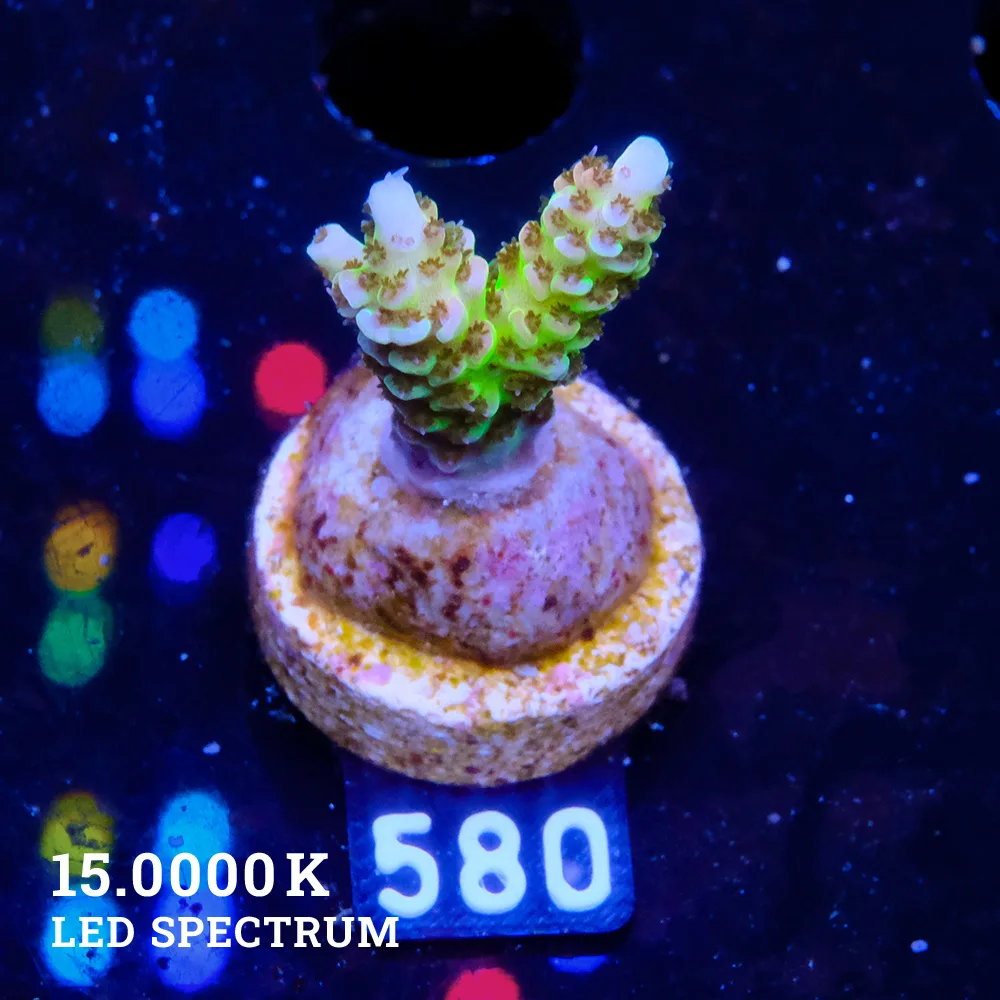 Acropora Hyacinthus 'Ultra'