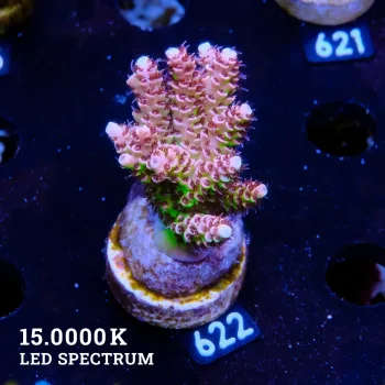 Acropora Hyacinthus 'Ultra'