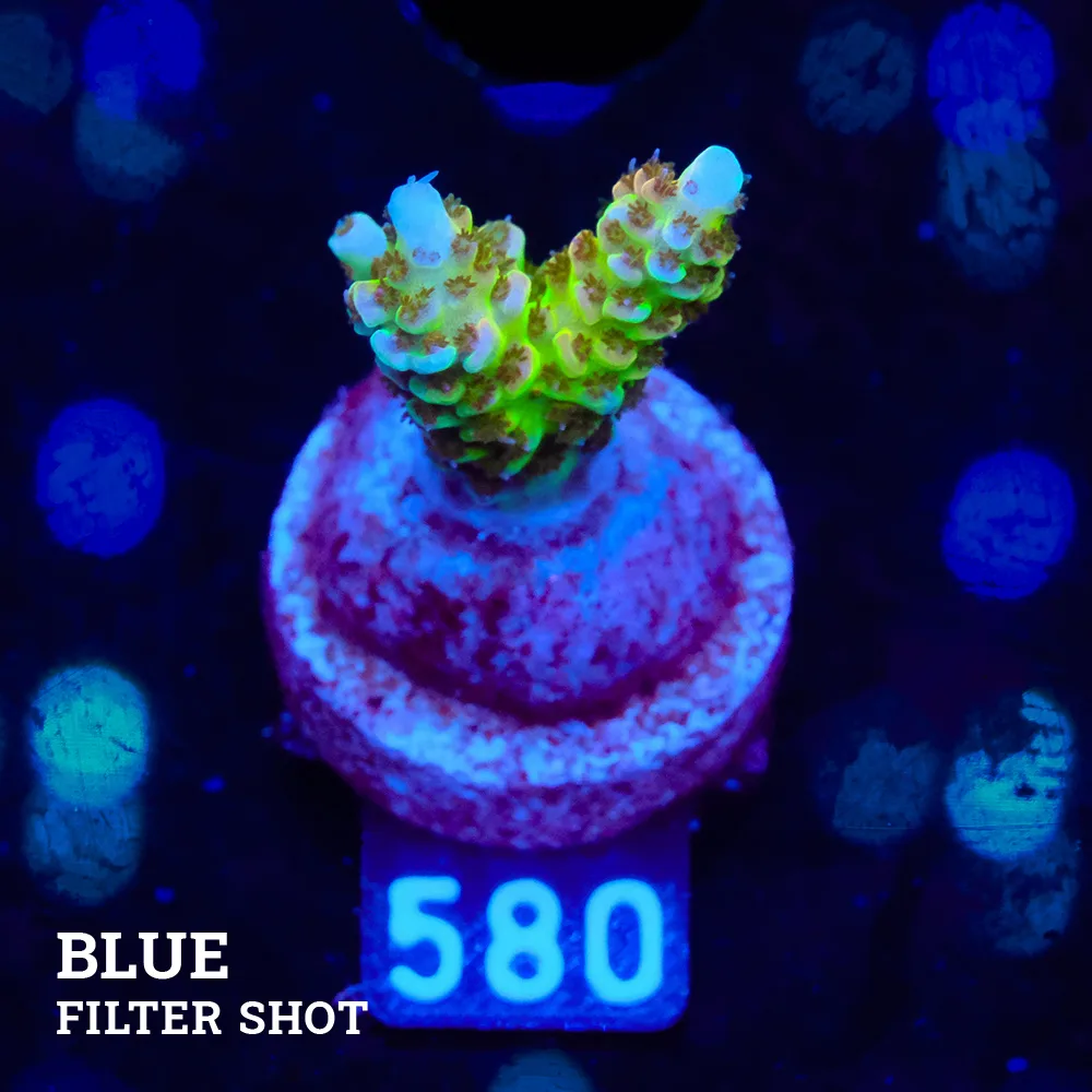 Acropora Hyacinthus 'Ultra'