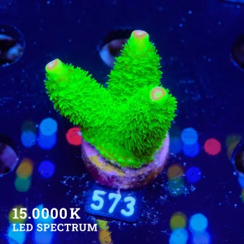 Acropora Specifera