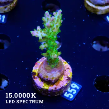 Acropora Subulata 'Purple Tip'