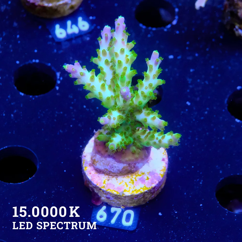 Acropora Subulata 'Purple Tip'