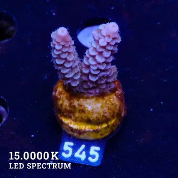 Acropora Tenuis