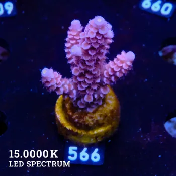Acropora Tenuis 'Purple & Blue Tips'
