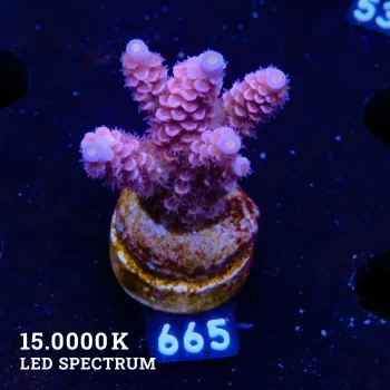 Acropora Tenuis 'Purple & Blue Tips'