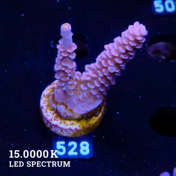 Acropora Tenuis 'Purple'