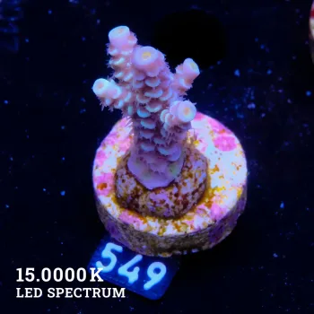 Acropora Tenuis 'Yellow Rims'