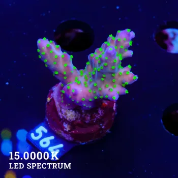 Acropora 'Tricolor'