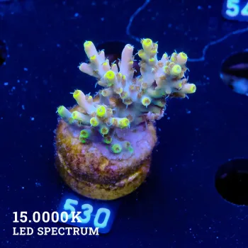 Acropora 'Yellow Tips'