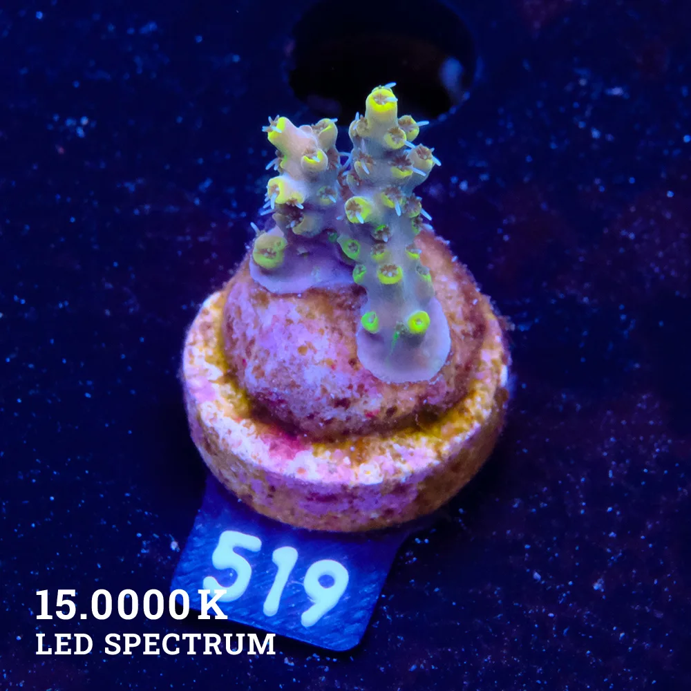 Acropora 'Yellow Tips' S