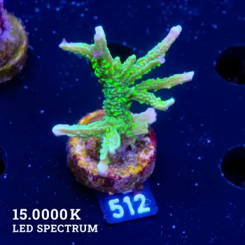 Montipora Hispida